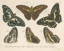 Load image into Gallery viewer, Jablonsky, Carl Gustav.  Plate XXXVI.