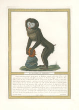 Load image into Gallery viewer, Jacob, Nicolas Henri “Il Mandrillo Femmina.” Pl. XV. From "Storia naturale delle scimie e dei maki..."