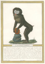 Load image into Gallery viewer, Jacob, Nicolas Henri “Il Mandrillo Femmina.” Pl. XV. From "Storia naturale delle scimie e dei maki..."