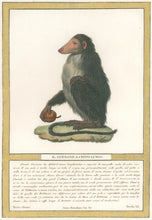 Load image into Gallery viewer, Jacob, Nicolas Henri “Il Guenone a Ceffo Lungo.” Pl. XX. From "Storia naturale delle scimie e dei maki..."