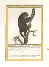 Load image into Gallery viewer, Jacob, Nicolas Henri “Il Coaita, e L’Exquima.” Pl. LIII. From "Storia naturale delle scimie e dei maki..."