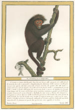 Load image into Gallery viewer, Jacob, Nicolas Henri “Il Coaita, e L’Exquima.” Pl. LIII. From "Storia naturale delle scimie e dei maki..."