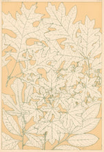 Load image into Gallery viewer, Jones, Owen &quot;Leaves from Nature No. 4.&quot;
