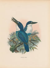 Load image into Gallery viewer, Keulemanns, John Gerrard "Halcyon Lazuli"