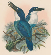 Load image into Gallery viewer, Keulemanns, John Gerrard "Halcyon Lazuli"