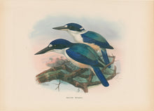 Load image into Gallery viewer, Keulemanns, John Gerrard "Halcyon Macleayi"