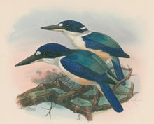 Load image into Gallery viewer, Keulemanns, John Gerrard "Halcyon Macleayi"