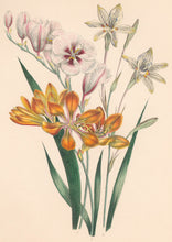 Load image into Gallery viewer, Loudon, Jane Wells  "Plate 17"