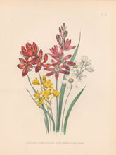 Load image into Gallery viewer, Loudon, Jane Wells  "Plate 19"