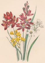 Load image into Gallery viewer, Loudon, Jane Wells  "Plate 19"