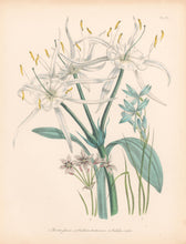 Load image into Gallery viewer, Loudon, Jane Wells  "Plate 32"