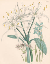 Load image into Gallery viewer, Loudon, Jane Wells  "Plate 32"