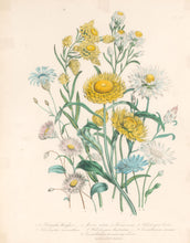 Load image into Gallery viewer, Loudon, Jane Wells  "Plate 34"