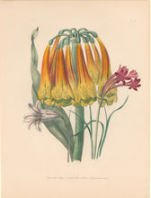 Load image into Gallery viewer, Loudon, Jane Wells  "Plate 35"
