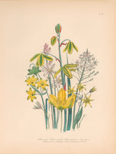 Load image into Gallery viewer, Loudon, Jane Wells  "Plate 42"