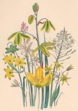 Load image into Gallery viewer, Loudon, Jane Wells  "Plate 42"