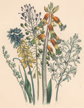 Load image into Gallery viewer, Loudon, Jane Wells  "Plate 47"