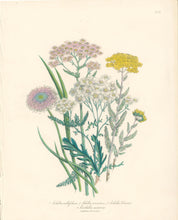 Load image into Gallery viewer, Loudon, Jane Wells  "Plate 50"
