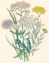 Load image into Gallery viewer, Loudon, Jane Wells  "Plate 50"