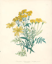 Load image into Gallery viewer, Loudon, Jane Wells  "Plate 51"