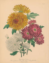 Load image into Gallery viewer, Loudon, Jane Wells  "Plate 53"