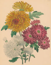 Load image into Gallery viewer, Loudon, Jane Wells  "Plate 53"