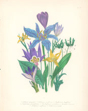 Load image into Gallery viewer, Loudon, Jane Wells  "Plate 58"