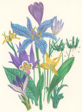 Load image into Gallery viewer, Loudon, Jane Wells  "Plate 58"