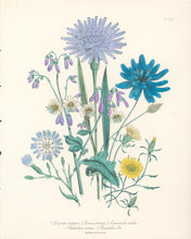 Load image into Gallery viewer, Loudon, Jane Wells  "Plate 59"