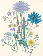 Load image into Gallery viewer, Loudon, Jane Wells  "Plate 59"