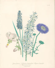 Load image into Gallery viewer, Loudon, Jane Wells  "Plate 60"