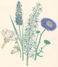 Load image into Gallery viewer, Loudon, Jane Wells  "Plate 60"