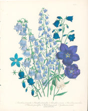 Load image into Gallery viewer, Loudon, Jane Wells  "Plate 61"