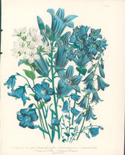 Load image into Gallery viewer, Loudon, Jane Wells  "Plate 62"