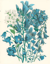 Load image into Gallery viewer, Loudon, Jane Wells  "Plate 62"