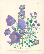 Load image into Gallery viewer, Loudon, Jane Wells  "Plate 64"