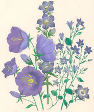 Load image into Gallery viewer, Loudon, Jane Wells  "Plate 64"