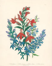 Load image into Gallery viewer, Loudon, Jane Wells  "Plate 65"