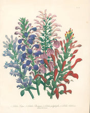 Load image into Gallery viewer, Loudon, Jane Wells  "Plate 66"