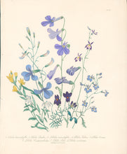 Load image into Gallery viewer, Loudon, Jane Wells  "Plate 67"