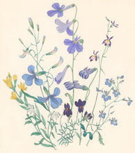 Load image into Gallery viewer, Loudon, Jane Wells  "Plate 67"