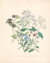 Load image into Gallery viewer, Loudon, Jane Wells  "Plate 68"
