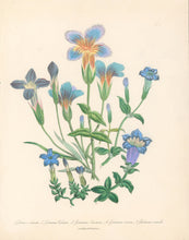 Load image into Gallery viewer, Loudon, Jane Wells  "Plate 70"