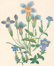 Load image into Gallery viewer, Loudon, Jane Wells  "Plate 70"