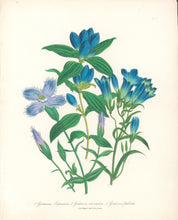Load image into Gallery viewer, Loudon, Jane Wells  "Plate 71"