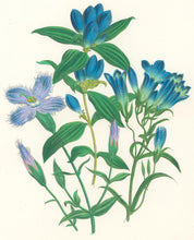 Load image into Gallery viewer, Loudon, Jane Wells  "Plate 71"