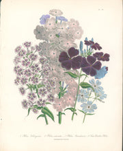 Load image into Gallery viewer, Loudon, Jane Wells  "Plate 74"