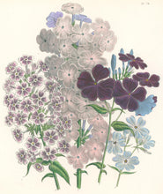 Load image into Gallery viewer, Loudon, Jane Wells  "Plate 74"
