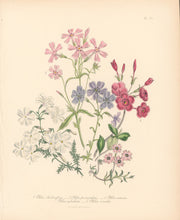 Load image into Gallery viewer, Loudon, Jane Wells  "Plate 75"