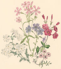 Load image into Gallery viewer, Loudon, Jane Wells  "Plate 75"